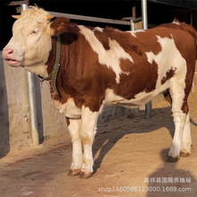 西门塔尔牛小牛犊  鲁西黄牛 夏洛莱肉牛养殖 小黄牛犊