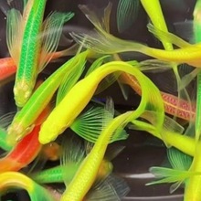 长尾蝶翼斑马鱼观赏鱼新手好养天使大勾红绿冷水鱼小型灯科鱼活体