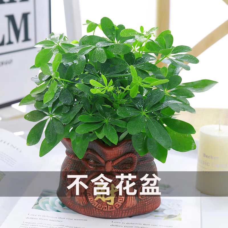 鸭脚木110#【原盆原土】
