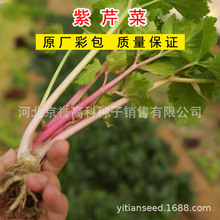 紫芹菜种子四季蔬菜种籽家庭园艺盆栽小院植物种孑易成活好管理