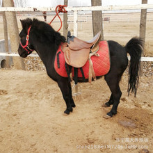 观赏迷你矮马幼马骑乘矮马基地供应活体骑乘矮马批发景区骑乘用马