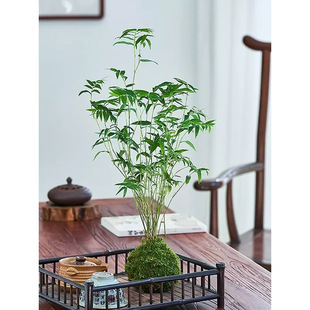 ̦�\��ֲ������t�^���������ˮ���辰�͏d�҃������^�p��������