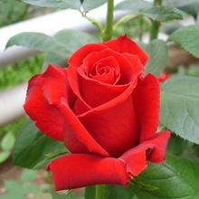 一件代发红玫瑰花苗红色玫瑰花系列卡罗拉 切花月季 盆栽地栽带花