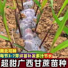 ���ڏV����Ƥˮ��������N�SƤ����N���ѿ�߮a����N����֭�N