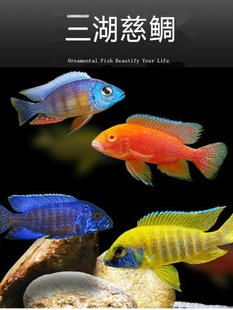 �����~���w���������R���s���~�Ꭷ��ˮ���B�ͻ���~���]����