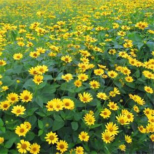 Sunflower Chrysanthemum Seeds Perennial Flower Seeds Flower Seeds Easy to Live All Year Round Outdoor Potted Perennial Flower Seeds