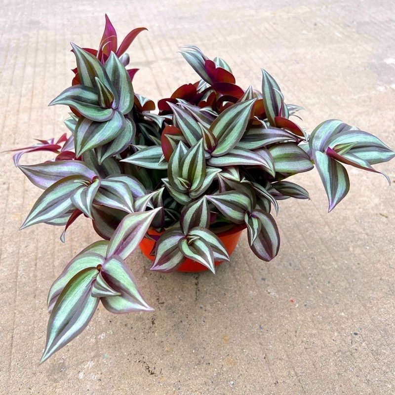 Фиолетовый лист, висящий бамбук и меристема, балкон, комнатная фиолетовая подвесная орхидея в горшке, зеленое растение, цветок, очищает воздух, легко поддерживать и жить, бесплатная доставка