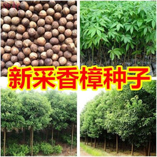 【樟树种子种苗】_樟树种子种苗品牌/图片/价格_樟树种子种苗批发_阿里巴巴