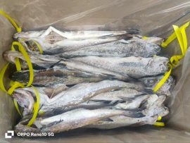 软体类;鱼类;食品饮料加工