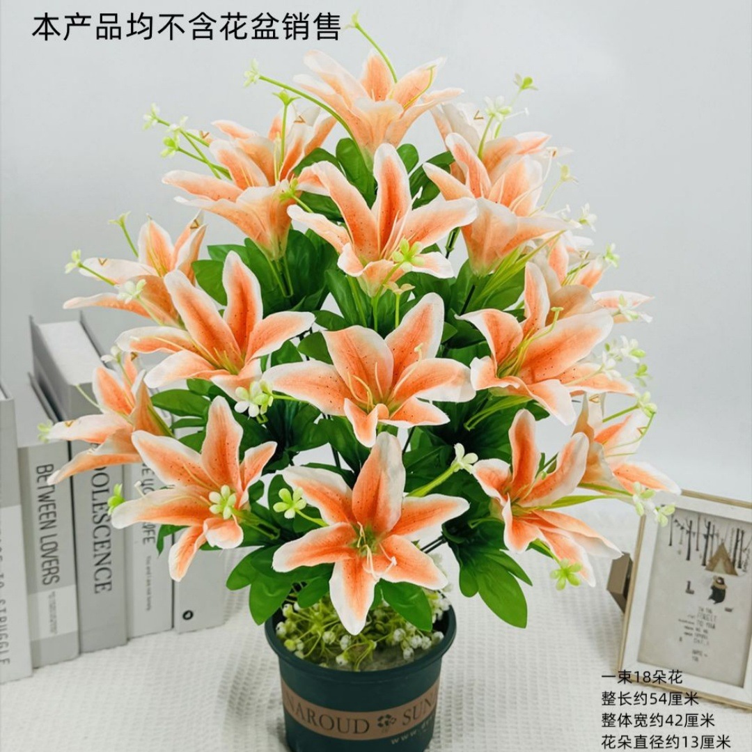 18 Gypsophila Sayi 오렌지