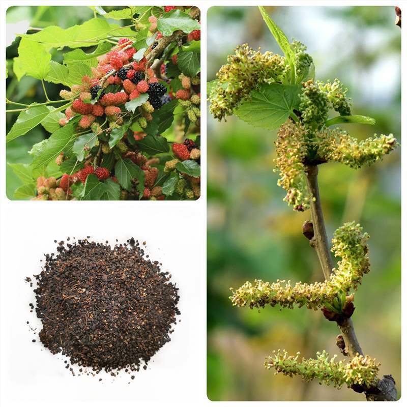 林木种子桑树种子大叶桑树净籽桑葚种子桑叶蚕饲料桑葚子四季播种