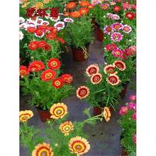 hշNӻNӶɫɫջͥԺԻܷNļ׻