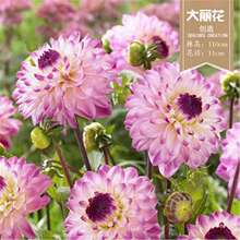 �������N����عϻ��N���ļ��_���������҃�ͥԺ�̨��������ֲ��