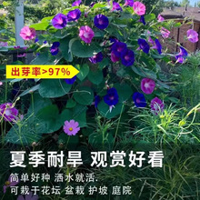 批发大牵牛花种子 爬藤植物喇叭花种籽 四季播开花不断矮牵牛种子