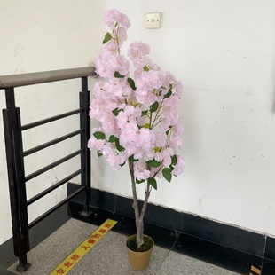 ֱ�N����òʙѻ�ֲ���ɫ�ѻ����S�ٻ�����҃ȼҾ��b[��