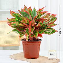 �f��t���Ի���ֲ������ʺ��^�~�Gֲ�ļ��҃Ⱥ��B�����՚�������