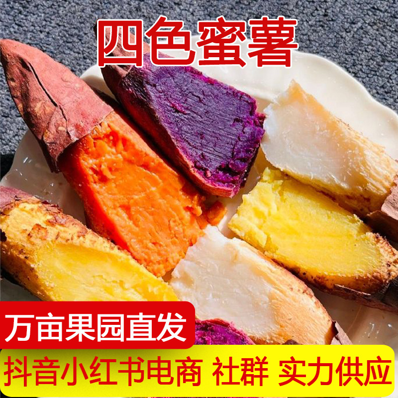四色蜜薯榴莲烟薯紫薯哈密红薯新鲜地瓜沙地烤薯拼装红薯一件代发