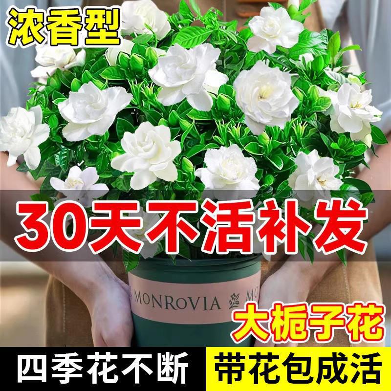 Gardenia potted plant with flower buds four seasons flowering indoor desktop green plant big leaf old pile fragrant and good cultivation of hydroponic plants