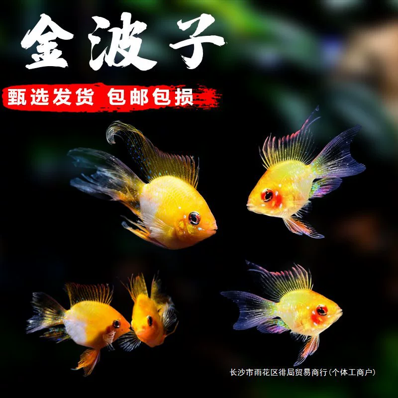 Живые декоративные рыбы Jinbozi — феникс (Avatar/Pikachu), молодь 1–3 см, поштучно и в наборах