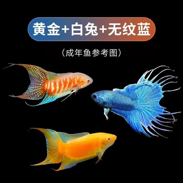 Huangjin, Baitu, Wuwenlan — по 2 шт. (всего 6 шт.), 4–5 см