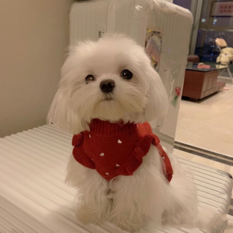 강아지 옷 봄과 가을 테디 비숑 포메라니안 스웨터 강아지 애완동물 고양이 강아지 소형견