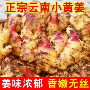云南现挖带泥新鲜小黄姜嫩姜生姜沙姜老姜土姜月子姜蔬菜罗平qg-阿里巴巴