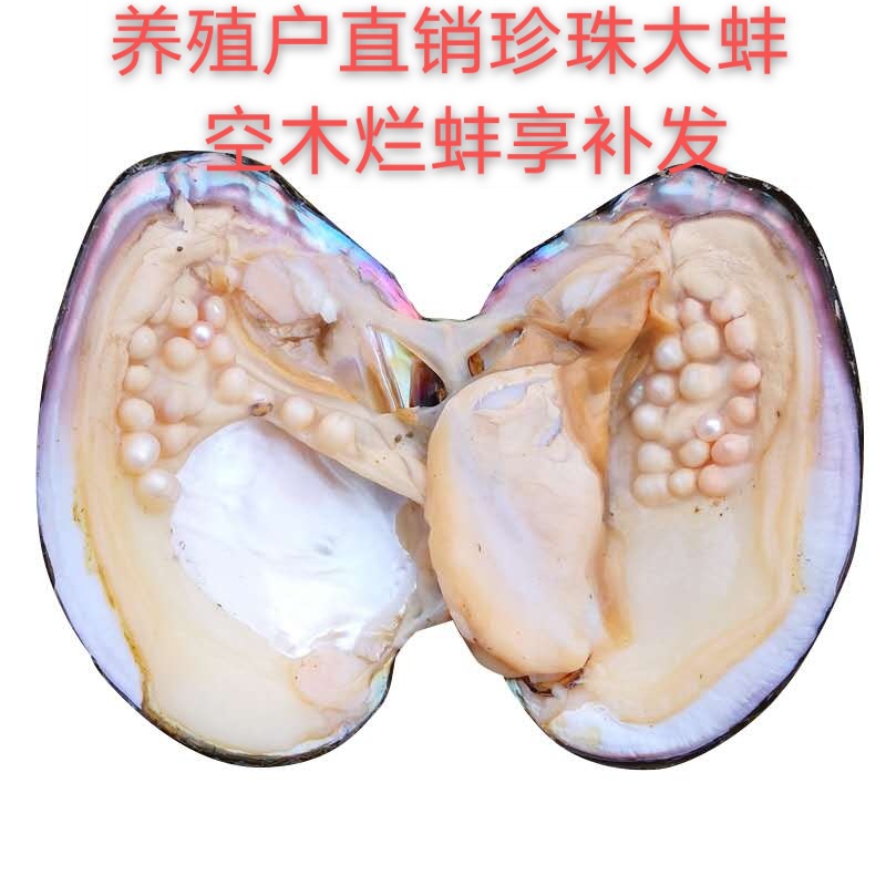 淡水活体多珠蚌爱迪生蚌珍珠蚌河蚌组合蚌AK蚌批发空木烂蚌享补发