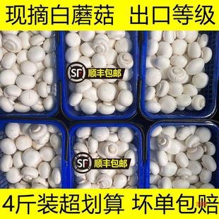 ��Ģ���Fժ�F�l���r��Ģ���p�߹��ڹ��rʳ�ù�