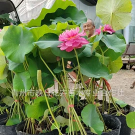 宿根花卉;盆栽;一二年生花卉