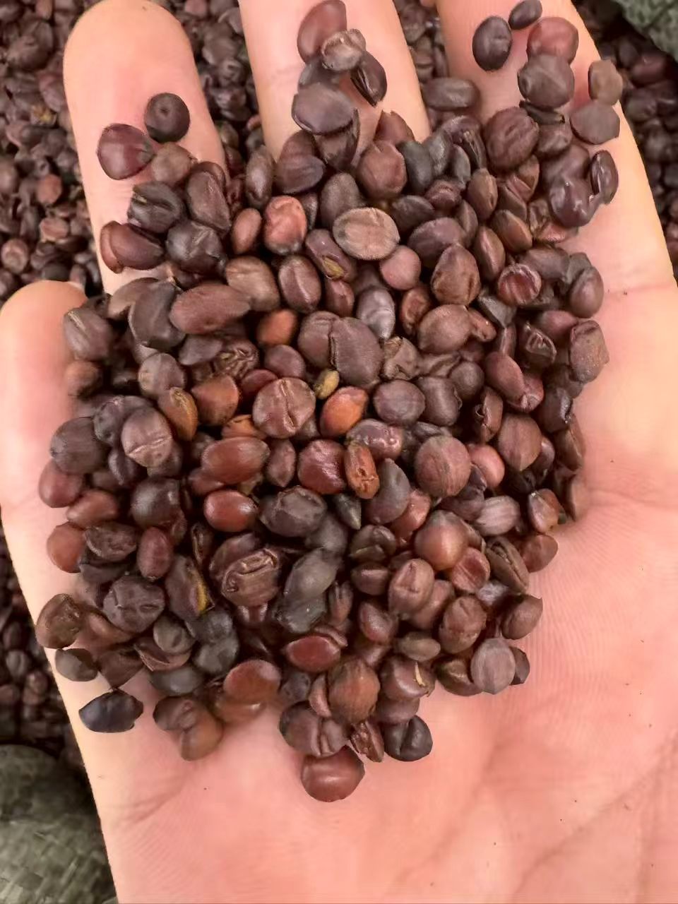 Dried Sour Jujube Seeds Suan Zao Ren Bulk 1000g Food Grade Herbal Ingredient in use