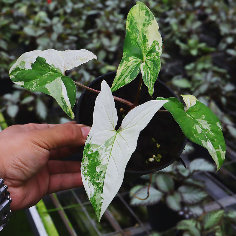Bianxi White Brocade Fruit Taro Three Emperors Milk Fruit Taro Flower Green Plant Potted Wholesale Indoor Shade-Tolerant Foliage Plants