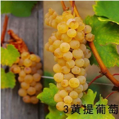 Huangti 10-year-old seedlings, the whole family can eat the fruit that year+81cm (inclusive)-110cm (inclusive)