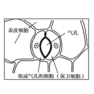 �B�N�~����bƬ ֲ���������Ƭ�@΢�R��Ƭ ��������