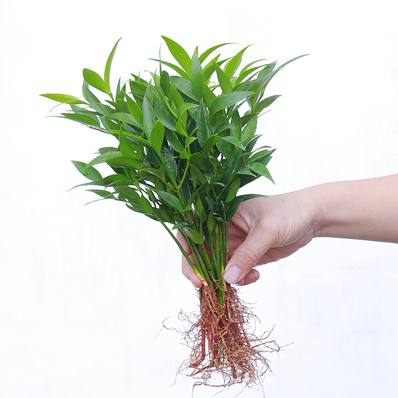 엄선된 대형 모기퇴치대나무 20그루 + 영양액