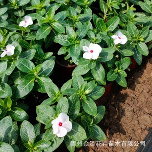 Multi-Color White and Pink Flowers Blooming Every Day, Nutritious Pots for Planting, Holiday Rentals, Florals with Long Flowering Period, Planted on Both Sides of the Road
