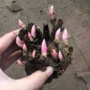 庭院开花盆栽耐寒芍药根