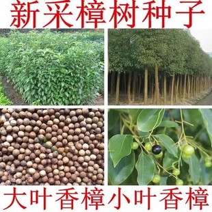 新采香樟种子大叶香樟小叶香樟籽绿化行道樟树种子四季青树种包邮-阿里巴巴