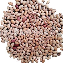 常年供应奶花芸豆kidney bean（180-200,200-220,220-240）