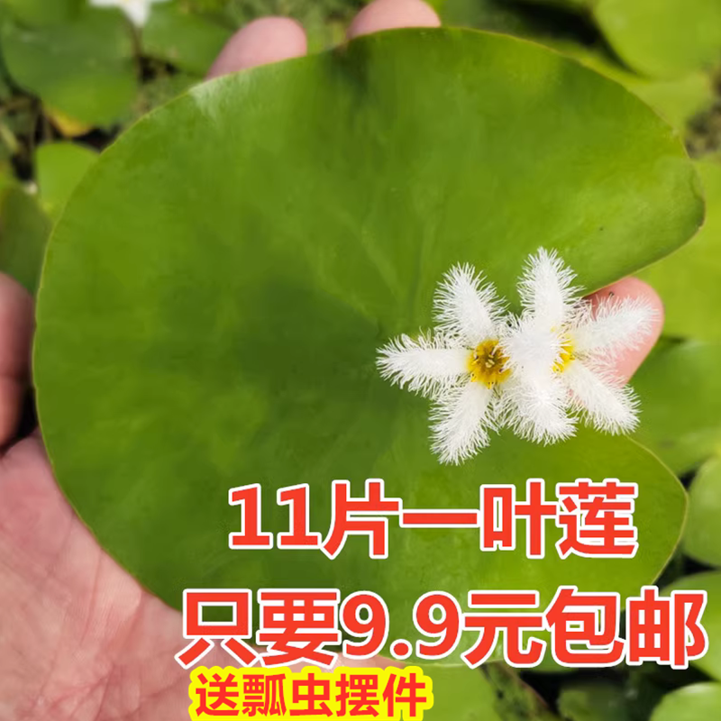 一叶莲水生水培植物花卉盆栽龟鱼虾缸水草浮萍水葫芦水芙蓉绿植