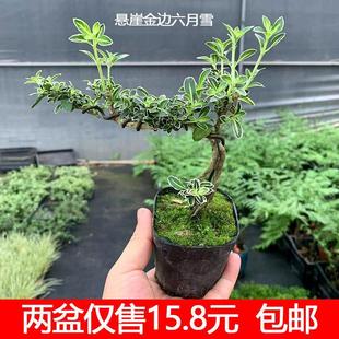 Mini Bonsai with Cliff-Edge Golden Edge and June Snow White Flowers, Indoor and Outdoor Stone Bonsai with Old Stump and Interesting Shapes