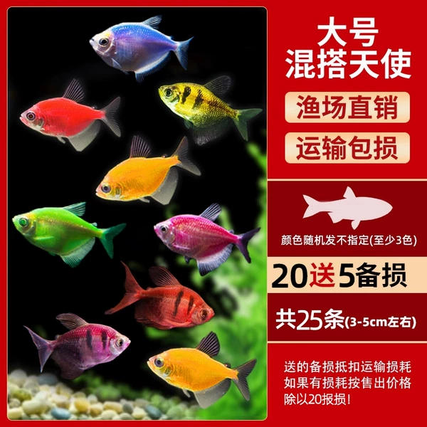 Large quality at least three-color angel 20 will get 5 shots of 25 pieces (3-5cm) + fish food, free of charge.
