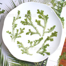 翠云草压花 蕨类植物批发干花押花滴胶手机壳Diy贴画材料包云南