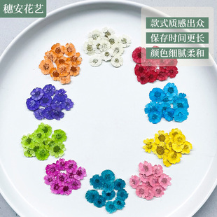 Embossed Natural Flowers Dyed Small Daisies Dried Flowers Embossed Specimens Handmade DIY Flower Materials Glue Phone Case Decoration