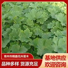 �ͺ��@�־G��ֲ����ع���ֲ��@�ִ��w��ݾG���ر��޸�����