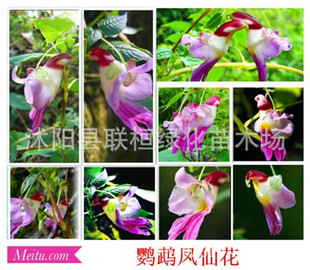 �W�^�P�ɷN�� �軨�P�ɷN�� �߲��P�ɷN�� ̩���W�^�� �ļ��ɲ��N