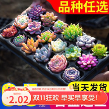 ����ֲ��M������С�Gֲ������¶���w���B�҃Ⱦ�Ʒ���⎧������l