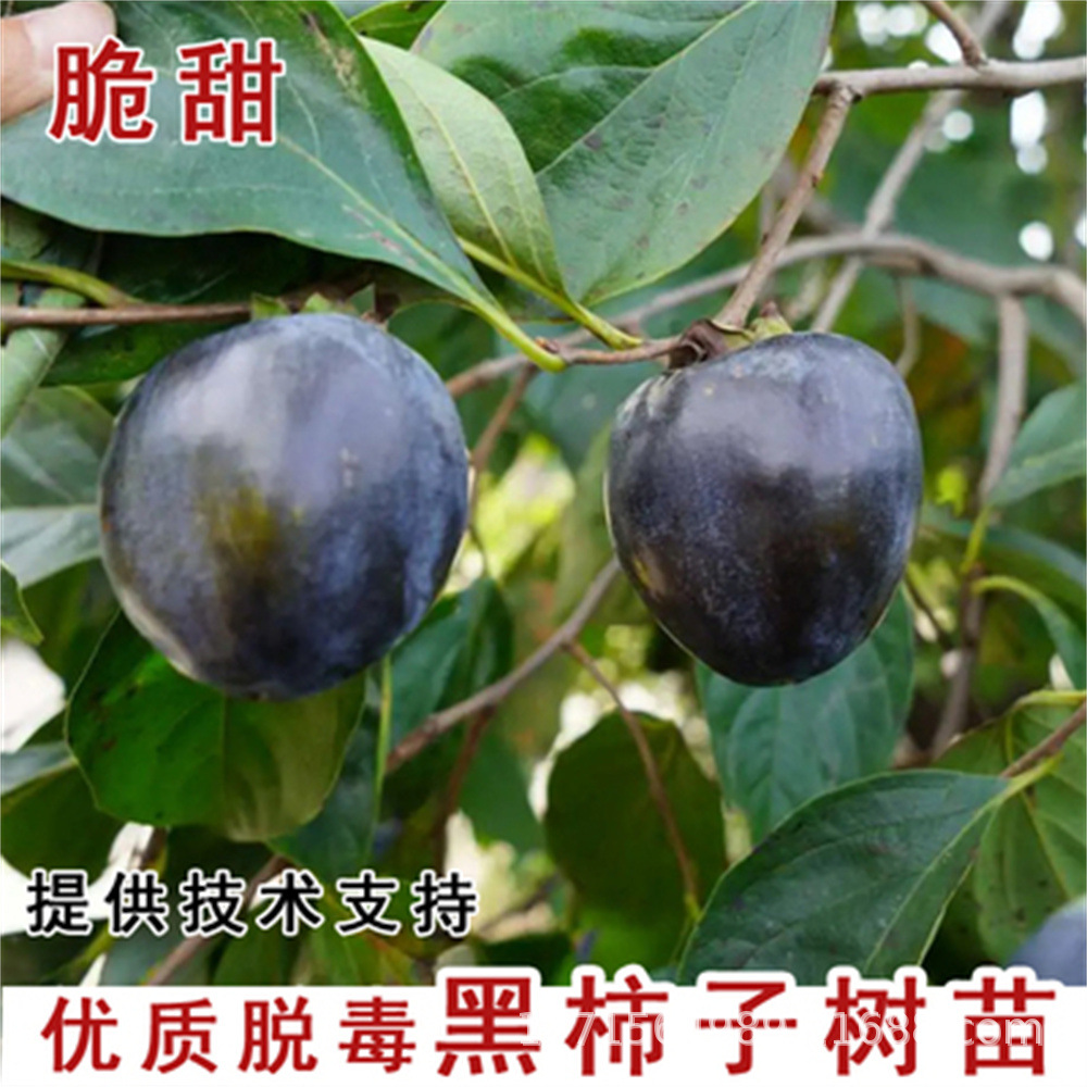 果树基地批发新品种台湾脆柿树苗 黑柿子树苗 嫁接乌皮柿种苗黑柿