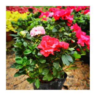 ����ֱ��  ������N����  ��ɫ������N ������N�� �����������l