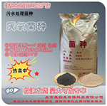 除总磷菌 生活清洗污水工业污水处理 快速去除总磷 污水处理药剂