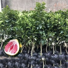 红心柚子树苗嫁接特大新品种红宝石沙田蜜柚南北方种植地栽果树苗